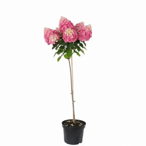 Hortenzija paniculata na stablu Vanilla Fraise® u tegli 5 L