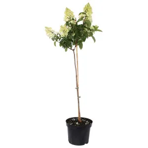 Hortenzija paniculata na stablu Bombshell® u tegli 5 L