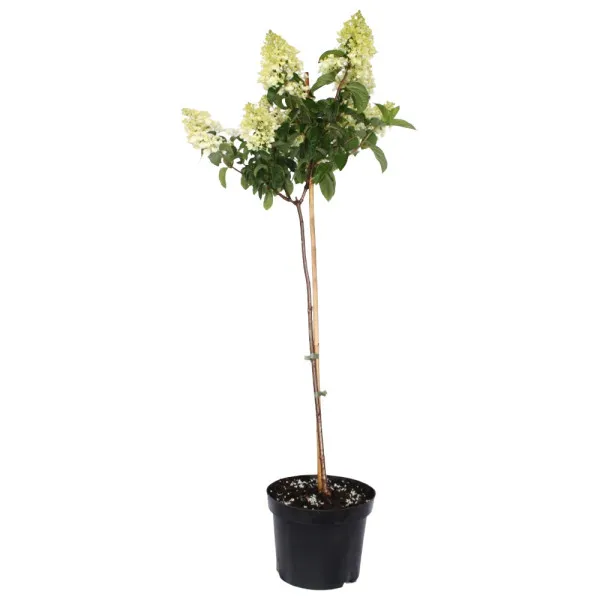 Hortenzija paniculata na stablu Bombshell® u tegli 5 L