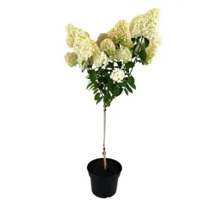 Hortenzija paniculata na stablu Bobo® u tegli 5 L