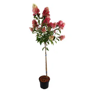 Hortenzija paniculata na stablu Candlelight® u tegli 5 L