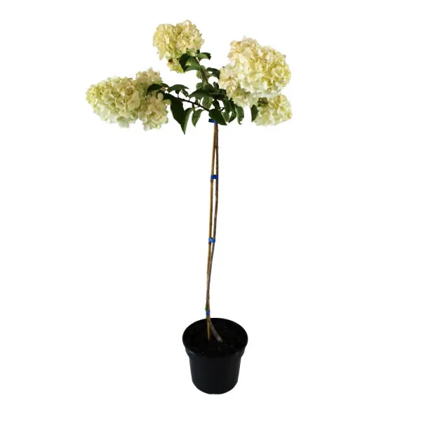 Hortenzija paniculata na stablu Polar Bear® u tegli 5 L