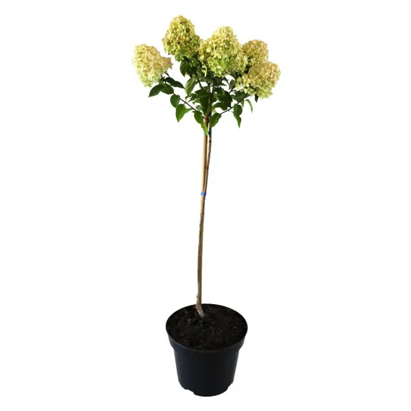 Hortenzija paniculata na stablu Limelight® u tegli 5 L