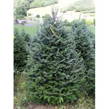 Jela fraseri (Abies fraseri) u tegli P6