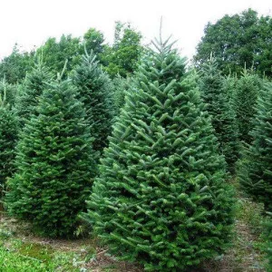 Jela balsamea (Abies balsamea) u tegli C1