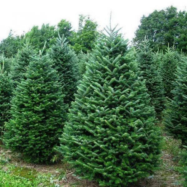 Jela balsamea (Abies balsamea) u tegli C1