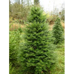Jela grandis (Abies grandis) u tegli C1