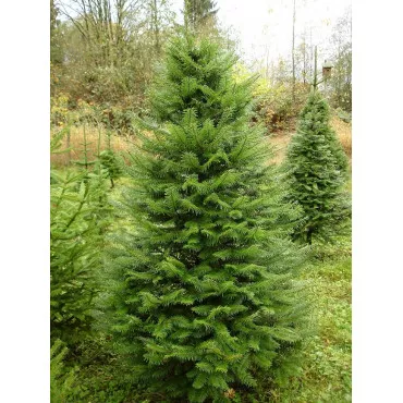 Jela grandis (Abies grandis) u tegli C1