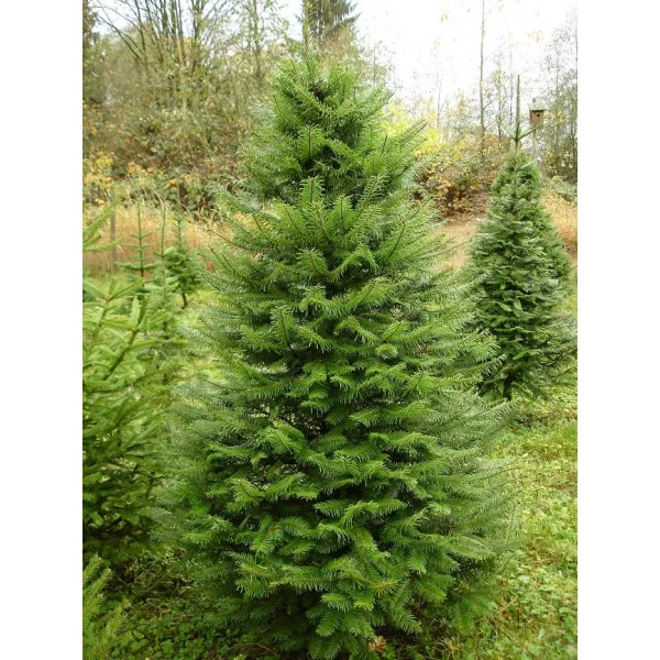 Jela grandis (Abies grandis) u tegli C1