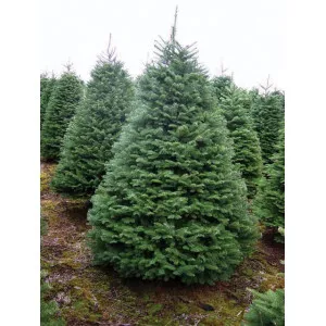 Jela procera (Abies procera) u tegli C1