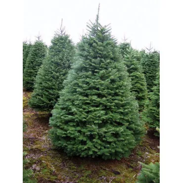 Jela procera (Abies procera) u tegli C1