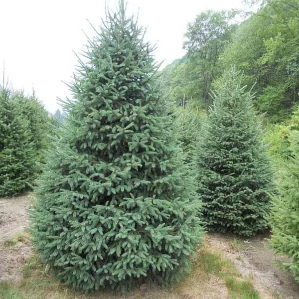 Smreka kanadska bijela (Picea glauca Nova Scotia) u tegli C1