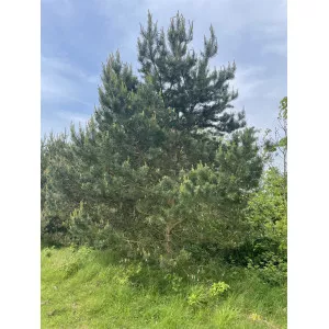 Šumski bor (Pinus sylvestris)