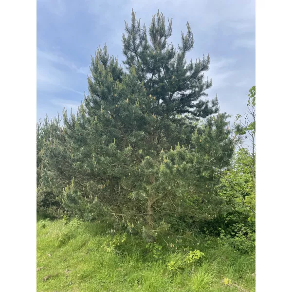 Šumski bor (Pinus sylvestris)