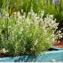 Bijela lavanda (Lavandula angustifolia)