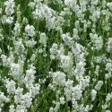 Bijela lavanda (Lavandula angustifolia)