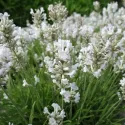 Bijela lavanda (Lavandula angustifolia)
