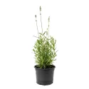 Bijela lavanda (Lavandula angustifolia)