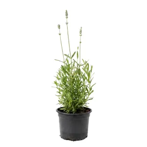 Bijela lavanda (Lavandula angustifolia)