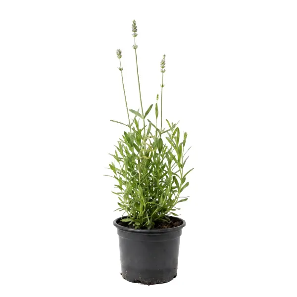 Bijela lavanda (Lavandula angustifolia)