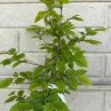 Obični grab (Carpinus betulus)