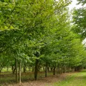 Obični grab (Carpinus betulus)