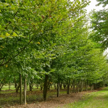 Obični grab (Carpinus betulus)