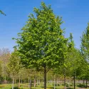 Obični grab (Carpinus betulus)