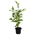 Obični grab (Carpinus betulus)