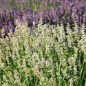 Bijela lavanda (Lavandula angustifolia)