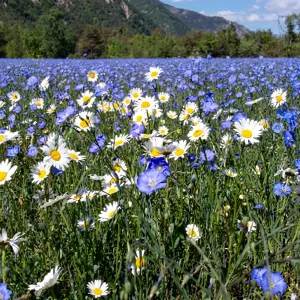 Sjeme Perennial Landscape mješavina sorti 4 kg