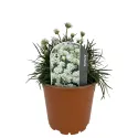 Bijela armerija Armada Alba (Armeria maritima)