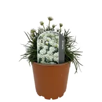 Bijela armerija Armada Alba (Armeria maritima)