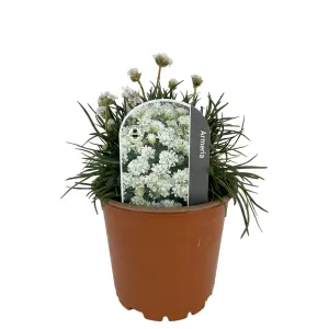 Bijela armerija Armada Alba (Armeria maritima)