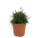 Bijela armerija Armada Alba (Armeria maritima)