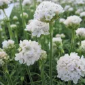Bijela armerija Armada Alba (Armeria maritima)
