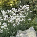 Bijela armerija Armada Alba (Armeria maritima)