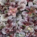 Mahagonij puzava ivica Mahagony (Ajuga)