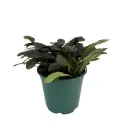 Puzava ivica Midnight Mistery (Ajuga)