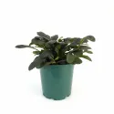 Puzava ivica Midnight Mistery (Ajuga)