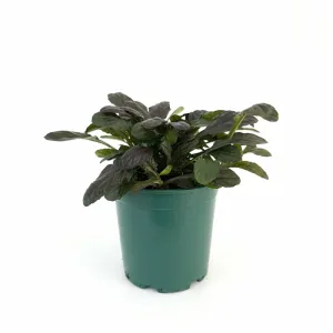 Puzava ivica Midnight Mistery (Ajuga)