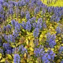Šarena puzava ivica Petite Parakeet (Ajuga)