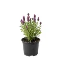 Ružičasta lavanda (Lavandula angustifolia)