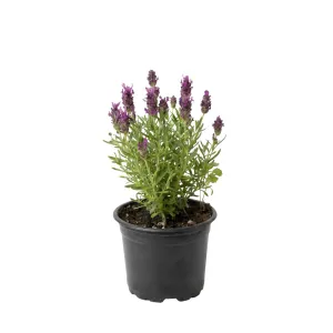 Ružičasta lavanda (Lavandula angustifolia)