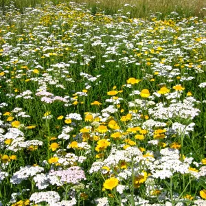 Sjeme Shade Flowers mješavina sorti 2.5 kg