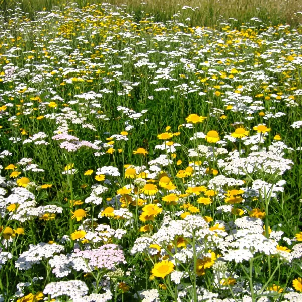 Sjeme Shade Flowers mješavina sorti 2.5 kg