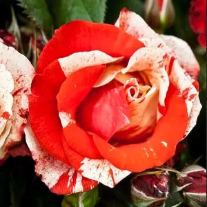 Ruže polyantha Hanky Panky – u saksiji 2L