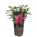 Mini ruža Graciously Pink ® u tegli 3 L