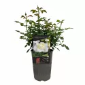 Ruža floribunda Kronprinsesse Mary ® u tegli 3 L