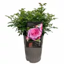 Ruža floribunda Berleburg ® u tegli 3 L
